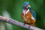 Eisvogel | Common Kingfisher | Alcedo atthis