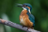 Eisvogel | Common Kingfisher | Alcedo atthis