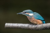 Eisvogel | Common Kingfisher | Alcedo atthis