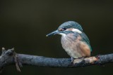 Eisvogel | Common Kingfisher | Alcedo atthis