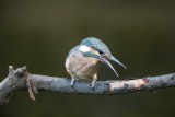 Eisvogel | Common Kingfisher | Alcedo atthis