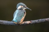 Eisvogel | Common Kingfisher | Alcedo atthis