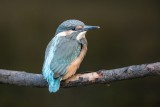 Eisvogel | Common Kingfisher | Alcedo atthis