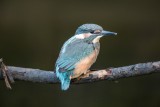Eisvogel | Common Kingfisher | Alcedo atthis