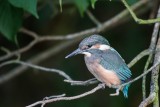 Eisvogel | Common Kingfisher | Alcedo atthis