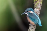Eisvogel | Common Kingfisher | Alcedo atthis