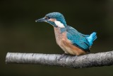 Eisvogel | Common Kingfisher | Alcedo atthis