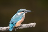 Eisvogel | Common Kingfisher | Alcedo atthis