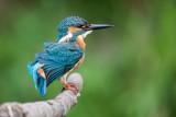 Eisvogel | Common Kingfisher | Alcedo atthis