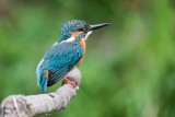 Eisvogel | Common Kingfisher | Alcedo atthis