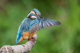 Eisvogel | Common Kingfisher | Alcedo atthis