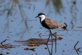 Spornkiebitz | Spur-winged Lapwing | Vanellus spinosus