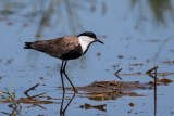 Spornkiebitz | Spur-winged Lapwing | Vanellus spinosus