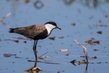 Spornkiebitz | Spur-winged Lapwing | Vanellus spinosus