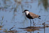 Spornkiebitz | Spur-winged Lapwing | Vanellus spinosus