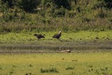Seeadler | White-tailed Eagle | Haliaeetus albicilla