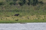 Seeadler | White-tailed Eagle | Haliaeetus albicilla
