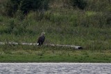 Seeadler | White-tailed Eagle | Haliaeetus albicilla