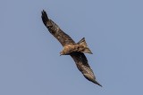 Schwarzmilan | Black Kite | Milvus migrans