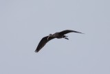 Sichler | Glossy Ibis | Plegadis falcinellus