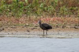 Sichler | Glossy Ibis | Plegadis falcinellus