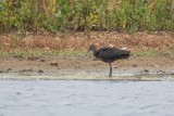 Sichler | Glossy Ibis | Plegadis falcinellus