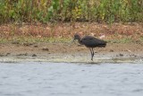 Sichler | Glossy Ibis | Plegadis falcinellus