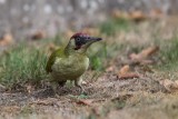 Grünspecht | European Green Woodpecker | Picus viridis