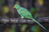 Halsbandsittich | Rose-ringed Parakeet | Psittacula krameri