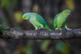 Halsbandsittich | Rose-ringed Parakeet | Psittacula krameri
