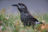 Tannenhäher | Spotted Nutcracker | Nucifraga caryocatactes