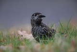 Tannenhäher | Spotted Nutcracker | Nucifraga caryocatactes