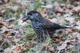 Tannenhäher | Spotted Nutcracker | Nucifraga caryocatactes