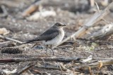 Schwarzflügel-Brachschwalbe | Black-winged Pratincole | Glareola nordmanni