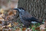 Tannenhäher | Spotted Nutcracker | Nucifraga caryocatactes