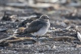 Schwarzflügel-Brachschwalbe | Black-winged Pratincole | Glareola nordmanni