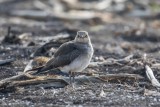 Schwarzflügel-Brachschwalbe | Black-winged Pratincole | Glareola nordmanni