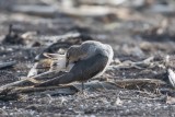 Schwarzflügel-Brachschwalbe | Black-winged Pratincole | Glareola nordmanni