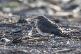 Schwarzflügel-Brachschwalbe | Black-winged Pratincole | Glareola nordmanni