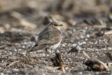 Schwarzflügel-Brachschwalbe | Black-winged Pratincole | Glareola nordmanni
