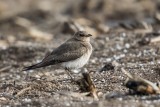 Schwarzflügel-Brachschwalbe | Black-winged Pratincole | Glareola nordmanni