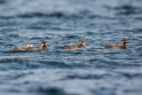 Samtente | Velvet Scoter | Melanitta fusca