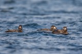 Samtente | Velvet Scoter | Melanitta fusca