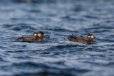 Samtente | Velvet Scoter | Melanitta fusca