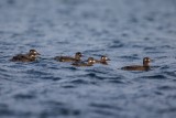 Samtente | Velvet Scoter | Melanitta fusca