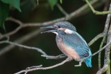 Eisvogel | Common Kingfisher | Alcedo atthis