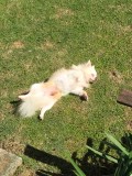 Taser Loves To Sunbathe