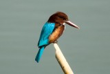 White-throated Kingfisher