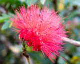 Unknown Flower from a Local Bush