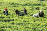 Harvesting Tea Leaves